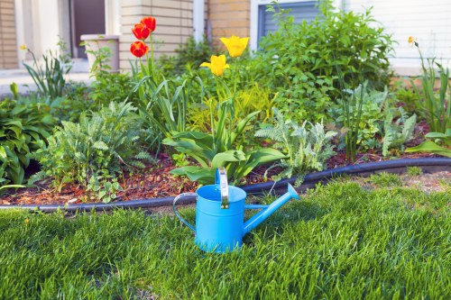 The image depicts a well-maintained front garden area featuring a lush, green lawn with evenly trimmed grass in the foreground. Behind the lawn, there is a flower bed edged with black plastic sheeting, containing a variety of flowering plants and shrubs. Notably, bright red tulips and vibrant yellow daffodils are visible, adding splashes of colour amidst the green foliage. The flower bed includes plants with different leaf textures and heights, creating a layered and inviting appearance. In the middle of the lawn, a blue watering can sits prominently, indicating active gardening care. The background shows the exterior of a residential property with a light grey wall and a window, suggesting a suburban setting within the Hoxton area. The overall scene suggests a residential garden at a clear, possibly sunny, day, in an outdoor environment that is keenly maintained, aligned with professional gardening and landscaping services offered by Landscapers Hoxton for local homeowners.