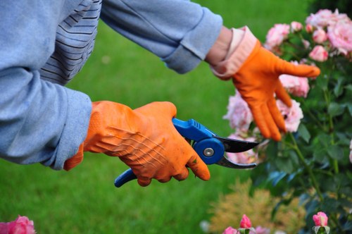 A gardener wearing bright orange gloves is trimming a lush, pink flowering shrub in a well-maintained garden. The shrub has dense green foliage with clusters of pink blooms along its branches. The garden features a neatly mown grass lawn in the foreground, with a tidy border of other plants and flower beds visible in the background. The surface of the lawn is even and green, contrasting with the vibrant colors of the flowers. The gardener is using small, hand-held pruning scissors to carefully shape the plant, indicating detailed shrub maintenance typical of professional gardening services in Hoxton. The natural daylight suggests a clear, mild weather conditions suitable for outdoor garden work. This scene reflects a professionally landscaped outdoor space, maintained to enhance curb appeal and plant health, with consideration for local gardening standards and practices typical in London’s Hoxton area, supporting the services offered by Landscapers Hoxton in their garden renovation projects.