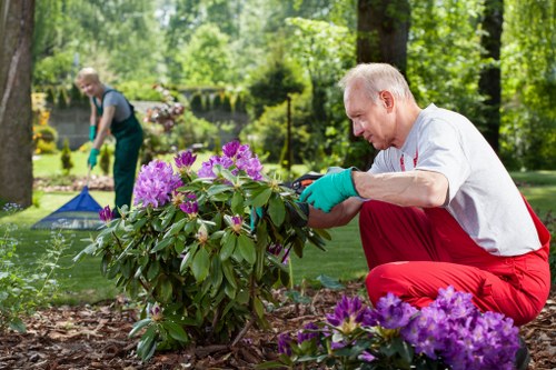 In a well-maintained outdoor garden space, a man wearing a white shirt, red gardening trousers, and turquoise gloves is kneeling beside a blooming shrub with vibrant purple and pink flowers, carefully tending to the plant. The garden features a neatly edged lawn with lush green grass in the foreground, bordered by a mixture of flower beds and soil. In the background, another person, dressed casually, is seen tending to the garden, possibly mowing or trimming, and is partially blurred. Tall trees with dense green foliage surround the area, providing natural shade and a peaceful environment. The outdoor space appears to be in spring or summer, with bright natural light illuminating the scene, highlighting the healthy foliage and colorful blossoms. The garden is landscaped with a combination of grass, flower beds, and possibly paved or gravel paths, creating a visually appealing and accessible outdoor environment. The professional gardening work by Landscapers Hoxton supports outdoor maintenance and landscaping services in the local area, aligning with the natural, relaxed setting of the garden.