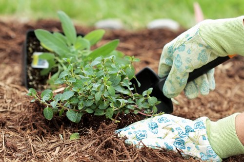 A gardener wearing light green gardening gloves with blue patterns is planting a small shrub with rounded, green leaves into cultivated garden soil. The shrub is placed in a black plastic container that has been removed, revealing fresh, dark soil that contrasts with the surrounding mulch and garden bed. The garden bed features a mix of natural brown mulch and neatly edged borders, indicating systematic garden maintenance typical of landscaping services in Hoxton. In the background, there is a grassy lawn area with a vibrant green hue, suggesting a well-maintained outdoor space. The scene is set outdoors during daylight hours under natural lighting, with no visible weather conditions. This image highlights planting activities characteristic of gardening and landscaping projects, emphasizing attention to soil quality, plant placement, and landscape aesthetics that Landscapers Hoxton provides in the local area.