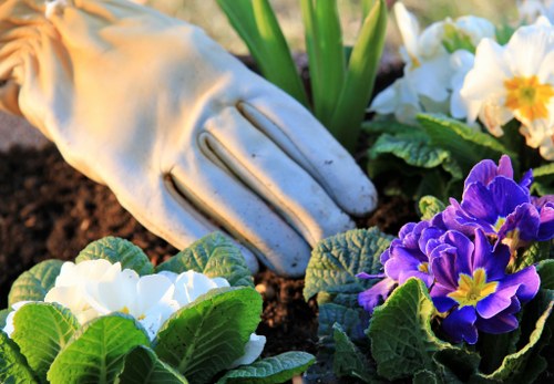 A close-up image of a gardener's hand wearing a light grey gardening glove, gently tending to a flower bed in a backyard garden. The garden features vibrant, blooming primroses in white and purple with yellow centers, planted alongside lush green foliage and well-maintained dark soil. In the background, a few tall green leaves and other plants are visible, indicating a healthy, cultivated outdoor space typical of gardens in the Hoxton area. The scene appears to be set on a bright day with natural daylight illuminating the colorful flowers and rich soil, emphasizing the importance of garden maintenance and planting in local landscaping services offered by Landscapers Hoxton.