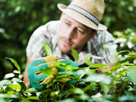 A gardener wearing a straw hat and patterned shirt is carefully pruning green foliage in a well-maintained garden, with a focus on a dense hedge or shrubbery. The garden features a neatly trimmed lawn visible in the foreground, with soil beds and flower borders in the background. The scene is outdoors on a bright, clear day with natural sunlight highlighting the lush greenery and healthy plants. This setting reflects professional outdoor gardening and planting services offered by Landscapers Hoxton, situated within an urban environment likely close to the E8 postcode area. The gardener's attentive posture and use of pruning tools indicate ongoing landscape maintenance, contributing to an attractive and orderly garden space common in residential or commercial landscaping around Hoxton.