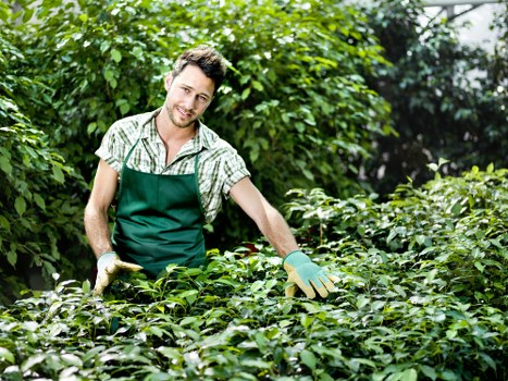 A male gardener in a checkered shirt and green apron is working outdoors in a lush garden. He is standing amid well-maintained green shrubbery and hedge plants, with a background of tall trees and dense foliage. The garden features a variety of greenery, including neatly trimmed bushes and leafy plants, set in a spacious landscaped yard characteristic of outdoor gardening services in Hoxton. Soft natural light suggests a clear, mild day, enhancing the vibrant green tones of the plants. The gardener's relaxed posture and subtle smile reflect careful attention to garden maintenance, which may involve tasks such as pruning or trimming. The scene exemplifies a tidy, thriving garden environment that could benefit from professional landscaping or lawn care, aligning with services offered by Landscapers Hoxton in the local area. The focus on healthy, lush garden elements highlights the importance of ongoing outdoor maintenance for residential or commercial landscapes in this part of London, near the postcode area of Hoxton or Shoreditch.