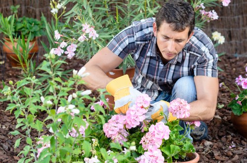 A man tending a garden in a backyard outdoor space, kneeling among pink and white flowering plants with green foliage. The garden features a mix of soil and mulch beds, with potted plants visible in the background. He is wearing a short-sleeved, plaid shirt and jeans, using gardening gloves to carefully prune or maintain the plants. Soft natural daylight illuminates the scene, highlighting the vibrant flower colours and the textures of the garden bed. The manicured garden demonstrates organized planting with borders and varying plant heights, suitable for outdoor leisure and landscaping services offered by local gardening specialists. The setting suggests a well-maintained space, ideal for enhancing curb appeal or creating a peaceful outdoor environment in Hoxton or nearby areas with a postcode in that vicinity.